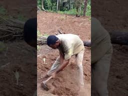 Farming system in Nigeria 🇳🇬 #helpmemakethismakesense #nigerianstate