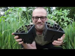 The Lazy Gardener's Guide to Tomatoes & Cucumbers (Urban Edition!)