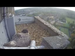 Exciting News from Norwich Cathedral Peregrines!
