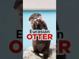 Eurasian Otter | Endangered Species | Daily News Analysis | NEXT IAS #endangeredspecies