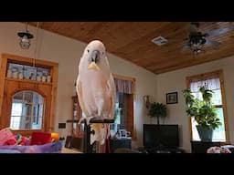 Cockatoo Enjoying His Snack