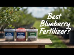Blueberry fertilizing experiment