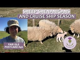 Fair Isle Postcard #46 Sheep Shenanigans & Cruise Ship Season        #shetland #croft #sheep #knit