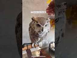 अबू धाबी में है Owl Cafe #dubai #dubaireels #abudhabireels