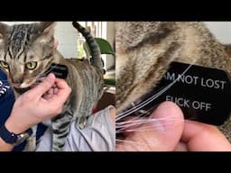 Try Not To Laugh 🤣 New Funny Cats Video 😹 - MeowFunny Part 36
