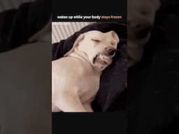 Demonic possessions or ?? #viralshort #animals #facts #history #learning #weird #shorts #creepy #dog