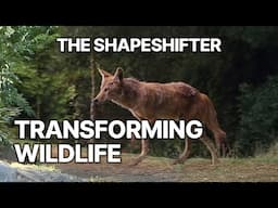 The Shapeshifter | Transforming Wildlife