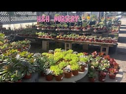 H&H Nursery - Cactus & Succulent