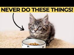 12 Things You Must Never Do to Your Maine Coon Cat