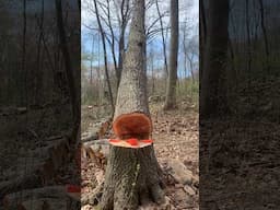 Tip Tap 🎯 #treework  #stihl #chainsaw #work #tap #axe #video