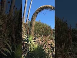 Succulents are flowering plants, but not all will flower yearly. Some take several years to bloom.