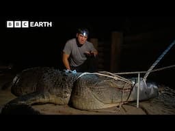 Why Is This Crocodile A Potential Threat? | Deadly 60 | BBC Earth Kids