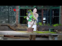 How to bend a bonsai - great bonsai bending skills #lovebonsai #bonsai