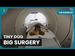 Monty the Toy Poodle’s Road to Recovery | The Supervet | Documentary