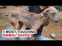 5 Most Touching Animal Saves!