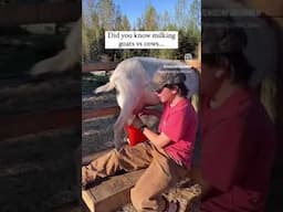 Goats vs cows…