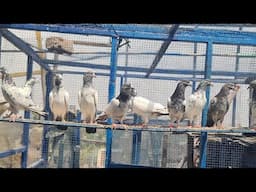 Geeth k mohro waly 9 par k pathia pathy جیٹھ میں مہروں پر پٹھیاں پٹھے