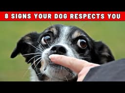 Does Your Dog Respect You? Here's How to Tell