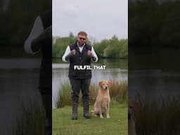 The Harsh Reality About Dogs