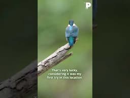 Kingfisher using a new branch after just 15 minutes! #patrikinnature #birds #wildlifefilmmaking