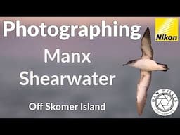 Golden Hour with Puffins & Shearwaters | Skomer Island Sunset Cruise