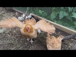 From Fluff To Feathers: Baby Chick Update!