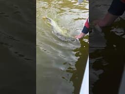 Big Florida Snook #snook #fishing #fish #bigfish #florida #newsmyrnabeach