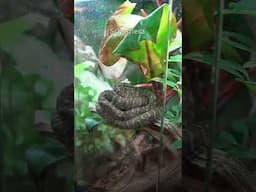 The Dude's favorite plants to use in tropical vivariums #bioactive #tropical #geckos #frogs