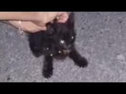 Rare cat with unusual eyes melts heart