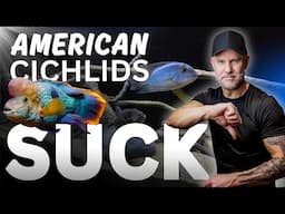 Great Reasons You SHOULDN’T Keep American Cichlids (But Will Anyway)