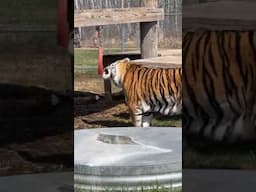 Fun Enrichment Friday LIVE || The Wildcat Sanctuary