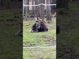 This animal could be reintroduced to the UK soon…