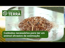 Cuidados necessários para ter um animal silvestre de estimação - Negócios da Terra (19/04/2025)