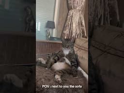He sure got comfortable #cat #funnycats #funnyanimals #catshorts #katten #funnycat
