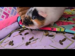 We Poop Where We Want!