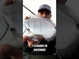 ¿Funciona la gambita de Breaden en la pesca real?