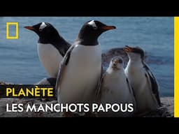 Le secret de la prospérité des manchots papous