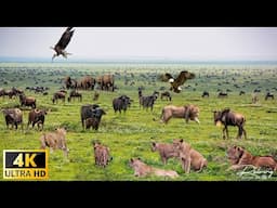 4K African Wildlife: Masai Mara National Park, Kenya - Untouched Wilderness with Real Nature Sounds