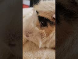 one extra nail clipping step