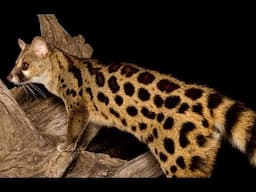 Genet Cat - Wild Cat Species | Predators (Documentary)