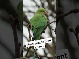 Most people dont know this about Ring-Necked Parakeets #nature #wildlife #birds