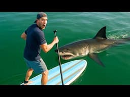 7 Great White Shark Encounters That’ll Change How You See Them