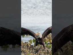 Crow to Eagle: ‘HEY DUMMY! The Fish is RIGHT THERE!’”