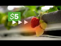 The $5 Strawberry Coming to a Store Near You