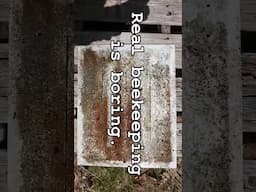 reading debris #Beekeeping