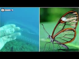 Top 10 Invisible Animals In The World