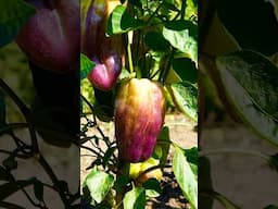 DON'T Grow Bell Peppers (Grow THESE Instead)