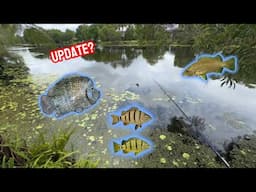 Catching Aquarium Predator Fish || Texas Cichlid Update?