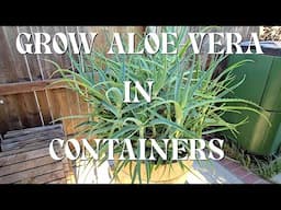 Grow A Endless Supply Of Medicinal Aloe-Vera  | WINE BARREL CONTAINERS