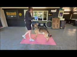 German shepherd chi Residential Boot Camp reactive dog training